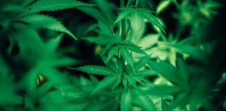 Canepa de cultura si canepa indiana - Drog sau planta medicinala