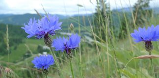 Albastreaua (Centaurea cyanus) este o planta medicinala foarte eficienta in tratamentul multor boli si afectiuni.