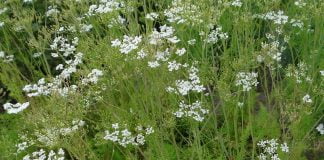 Chimionul are proprietati unice, suprima procesele de degradare si fermentare din organism Chimionul are proprietati unice, suprima procesele de degradare si fermentare din organism