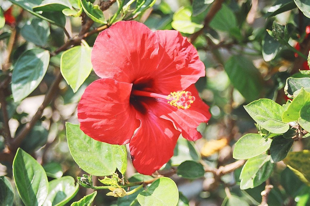 Hibiscus sabdariffa