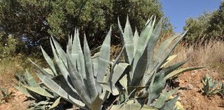 Planta ornamentala cu aplicatii terapeutice – Agava americana Planta ornamentala cu aplicatii terapeutice - Agava americana
