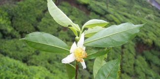 Plante medicinale – Ceaiul chinezesc (Camellia sinensis) Plante medicinale - Ceaiul chinezesc (Camellia sinensis)