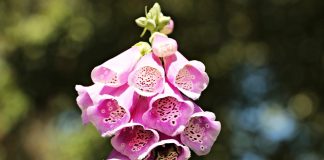 Plante medicinale – Degetarul-rosu (Digitalis purpurea) Plante medicinale - Degetarul-rosu (Digitalis purpurea)