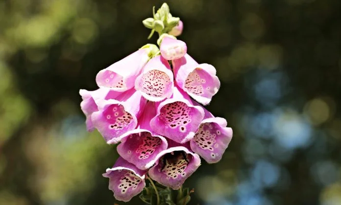 Plante medicinale - Degetarul-rosu (Digitalis purpurea)