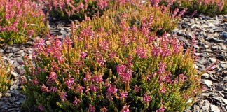Plante medicinale – Iarba-neagra Plante medicinale - Iarba-neagra
