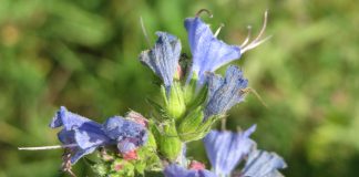 Plante medicinale – Iarba-sarpelui (Echium vulgare) Plante medicinale - Iarba-sarpelui (Echium vulgare)