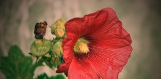 Plante medicinale – Nalba de padure rosie (Alcea rosea) Plante medicinale - Nalba de padure rosie (Alcea rosea)