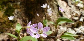Plante medicinale – Nalba mica de padure, Nalba de padure, Nalba rosie Plante medicinale - Nalba mica de padure, Nalba de padure, Nalba rosie