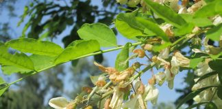 Plante medicinale – Salcamul Plante medicinale - Salcamul