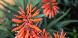 Aloe-vargata (Aloe veriegata) – Aplicatii terapeutice Aloe-vargata (Aloe veriegata) - Aplicatii terapeutice