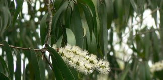 Arborele cajeput – Proprietatile uleiului esential de cajeput Arborele cajeput – Proprietatile uleiului esential de cajeput