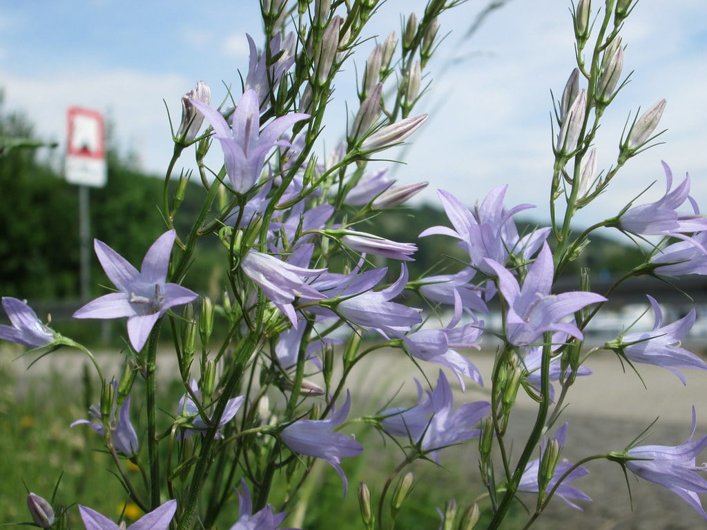 Campanula rapunculus