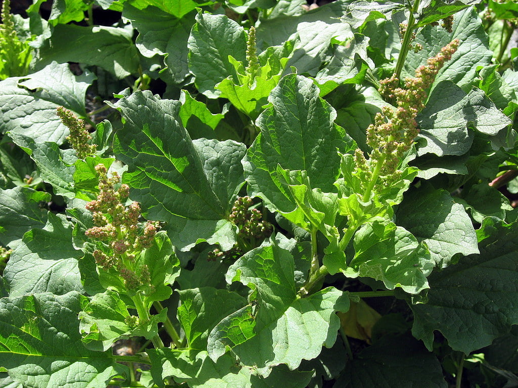 Chenopodium bonus-henricus