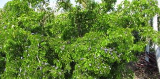 Copacul-sfant (Guaiacum sanctum) si aplicatiile sale medicinale Copacul-sfant (Guaiacum sanctum) si aplicatiile sale medicinale