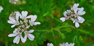 Coriandrul (Coriandrum sativum) si proprietatile sale medicinale Coriandrul (Coriandrum sativum) si proprietatile sale medicinale