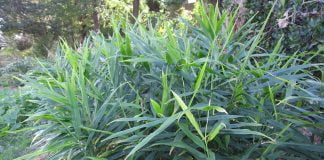 Ghimbirul (Zingiber officinale) – Mirodenie si remediu naturist Ghimbirul (Zingiber officinale) - Mirodenie si remediu naturist