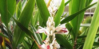 Ghimbirul-siamez (Alpinia galanga) – Aplicatii terapeutice Ghimbirul-siamez (Alpinia galanga) - Aplicatii terapeutice