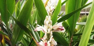 Ghimbirul-siamez (Alpinia galanga) - Aplicatii terapeutice