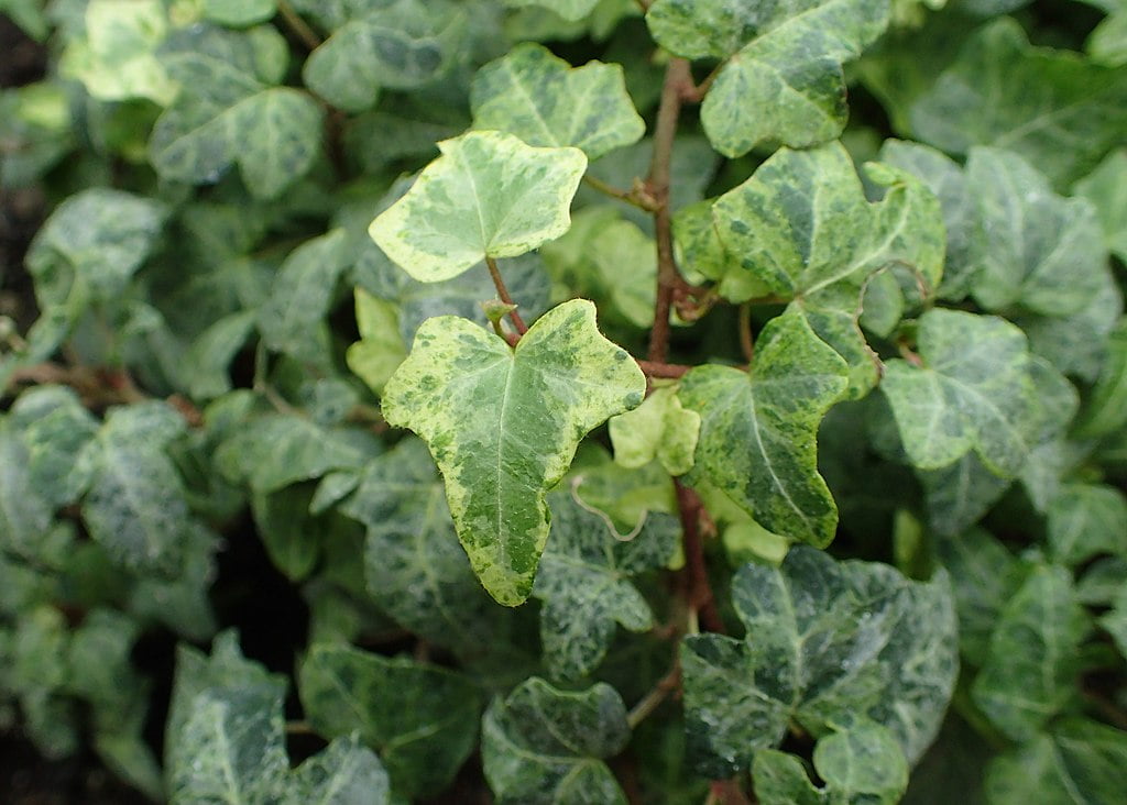 Hedera helix