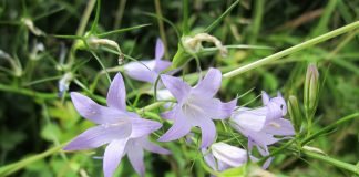 Legume si plante medicinale – Clopoteii (Campanula rapunculus) Legume si plante medicinale - Clopoteii (Campanula rapunculus)