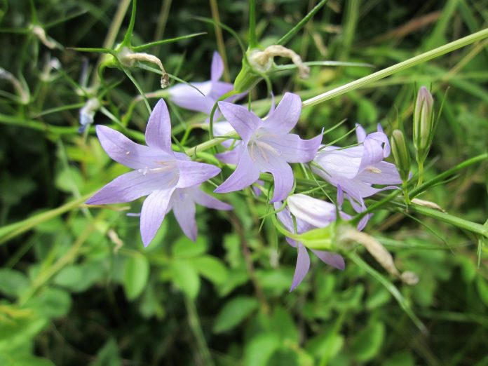 Legume si plante medicinale - Clopoteii (Campanula rapunculus) Legume si plante medicinale - Clopoteii (Campanula rapunculus)