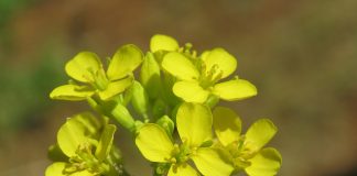Mustarul, mirodenie si planta medicinala Mustarul, mirodenie si planta medicinala