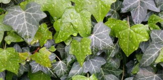 Plante medicinale – Iedera (Hedera helix) Plante medicinale - Iedera (Hedera helix)