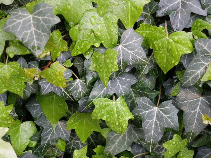 Plante medicinale - Iedera (Hedera helix) Plante medicinale - Iedera (Hedera helix)