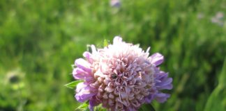 Plante medicinale – Muscata-dracului (Knautia arvensis) Plante medicinale - Muscata-dracului (Knautia arvensis)