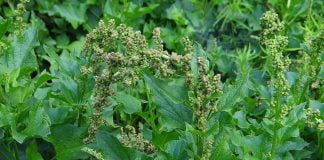 Spanacul-ciobanului (Chenopodium bonus-henricus) vindeca anemia Spanacul-ciobanului (Chenopodium bonus-henricus) vindeca anemia