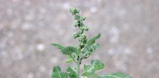 Spanacul-puturos (Chenopodium vulvaria), planta otravitoare Spanacul-puturos (Chenopodium vulvaria), planta otravitoare