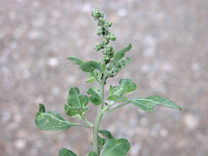 Spanacul-puturos (Chenopodium vulvaria), planta otravitoare Spanacul-puturos (Chenopodium vulvaria), planta otravitoare