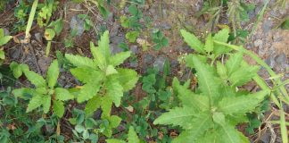 Spanacul-tamaios (Chenopodium ambrosioides var. anthelminticum) combate parazitii intestinali Spanacul-tamaios (Chenopodium ambrosioides var. anthelminticum) combate parazitii intestinali