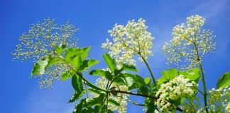Terapii cu floare de soc Terapii cu floare de soc