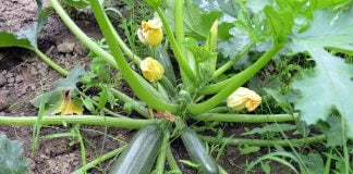 Dovleacul, o leguma bogata in vitamine Dovleacul, o leguma bogata in vitamine