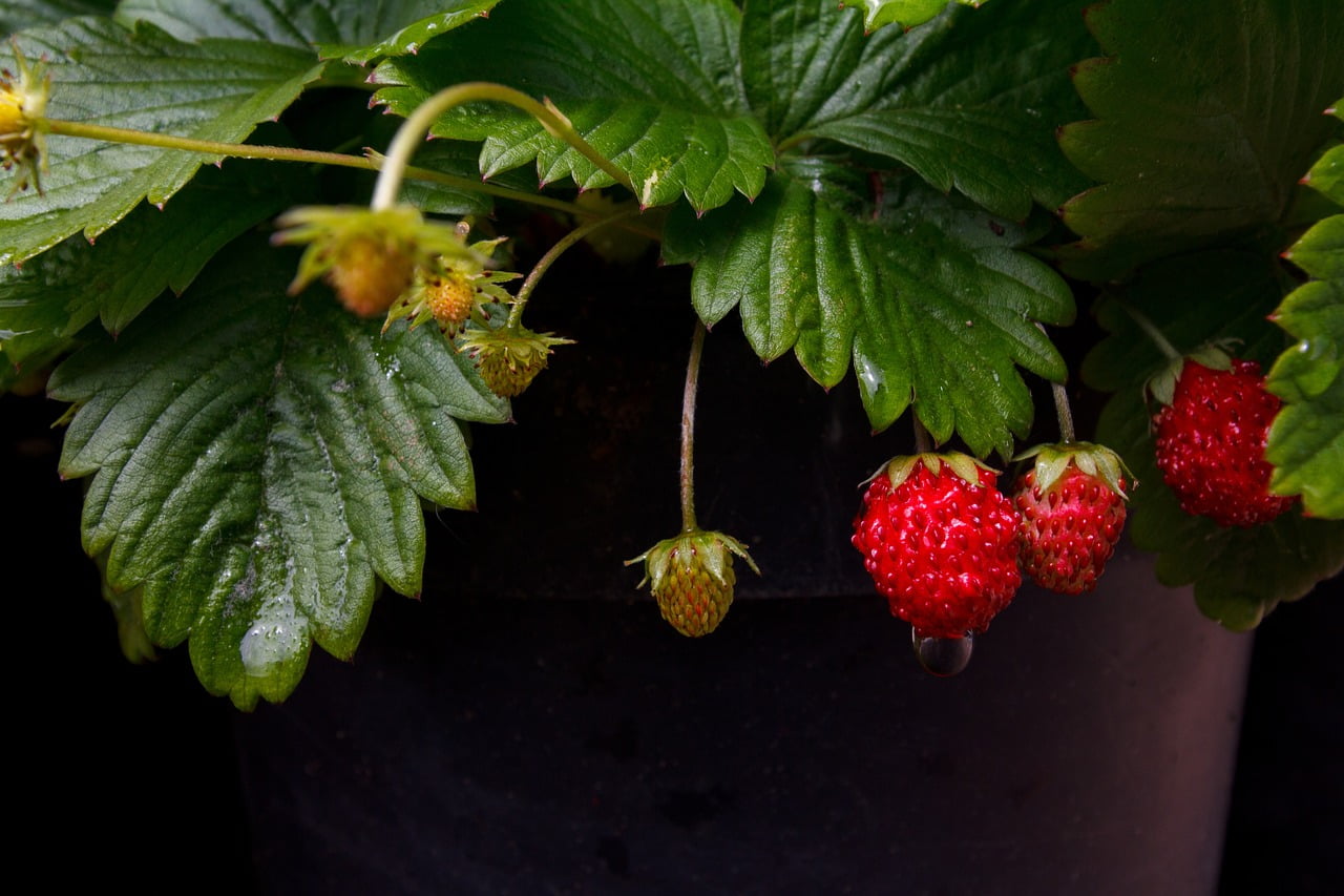 Fragaria vesca