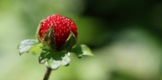 Fragul de padure (Fragaria vesca) – Un dar al naturii pentru sanatate Fragul de padure (Fragaria vesca) - Un dar al naturii pentru sanatate