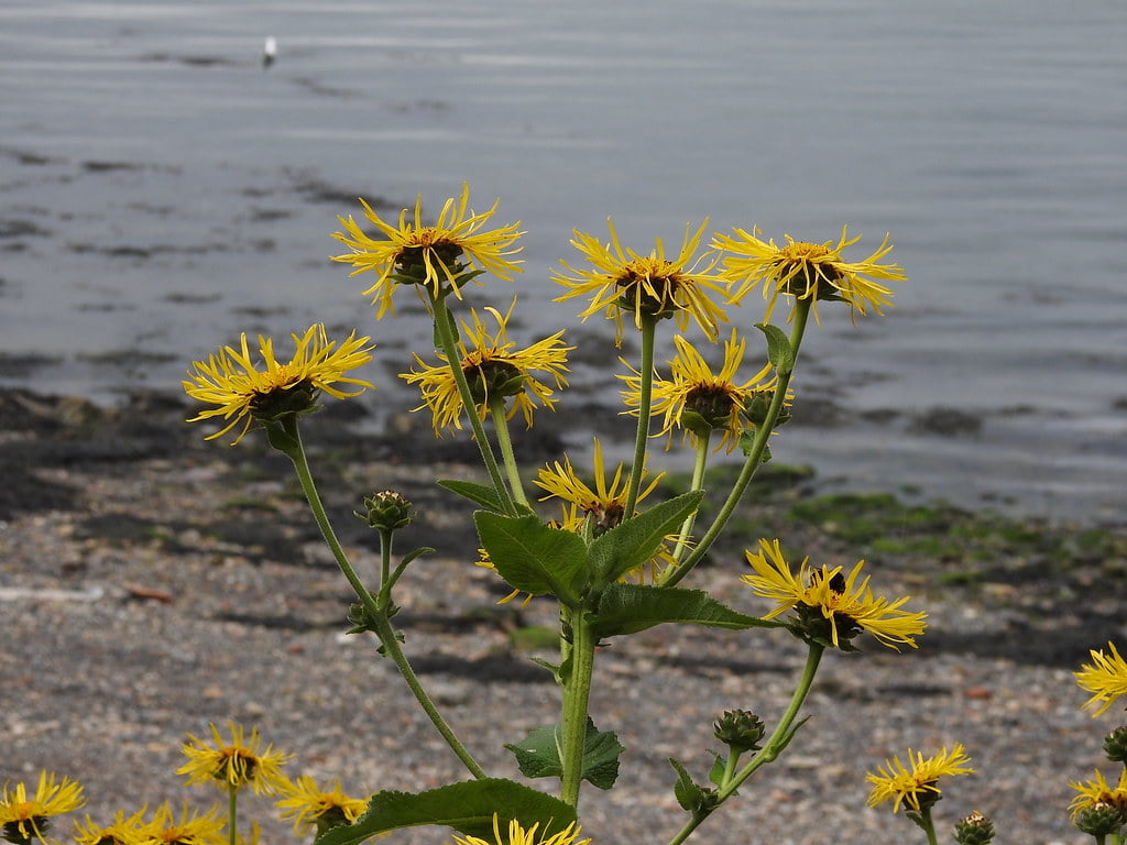 Inula helenium