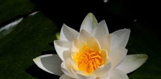 Nufarul-alb (Nymphaea alba) – Proprietati medicinale Nufarul-alb (Nymphaea alba) - Proprietati medicinale