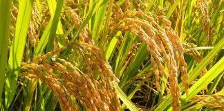 Orezul - Cereala bogata in amidon, vitamine si minerale