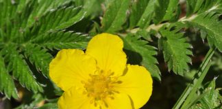 Plante medicinale – Coada-racului (Potentilla anserina) Plante medicinale - Coada-racului (Potentilla anserina)