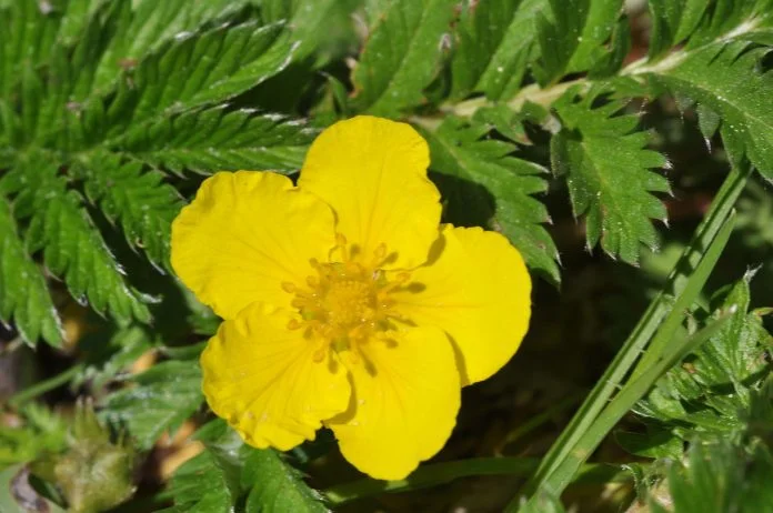 Plante medicinale - Coada-racului (Potentilla anserina)