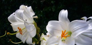 Plante medicinale – Crinul alb (Lilium candidum) Plante medicinale - Crinul alb (Lilium candidum)