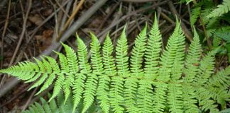 Plante medicinale – Feriga Plante medicinale - Feriga