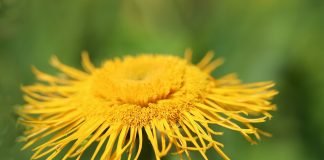 Plante medicinale – Iarba-mare (Inula helenium) Plante medicinale - Iarba-mare (Inula helenium)