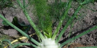 Plante medicinale – Fenicul Plante medicinale – Fenicul