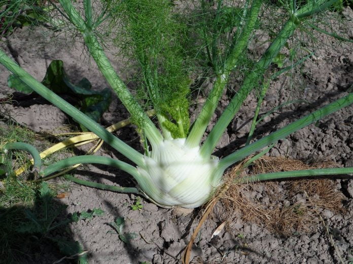 Plante medicinale – Fenicul Plante medicinale – Fenicul