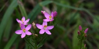 Plante medicinale – Tintaura (Centaurium erythraea) Plante medicinale – Tintaura (Centaurium erythraea)