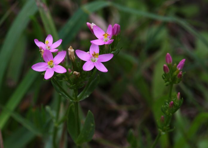 Plante medicinale – Tintaura (Centaurium erythraea) Plante medicinale – Tintaura (Centaurium erythraea)
