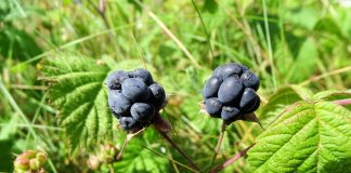 Murele si sanatatea Rubus caesius
